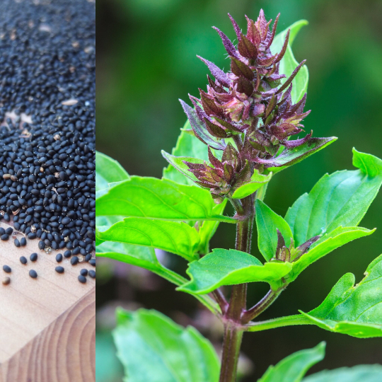 Holy Basil Seeds Herbal Medicinal