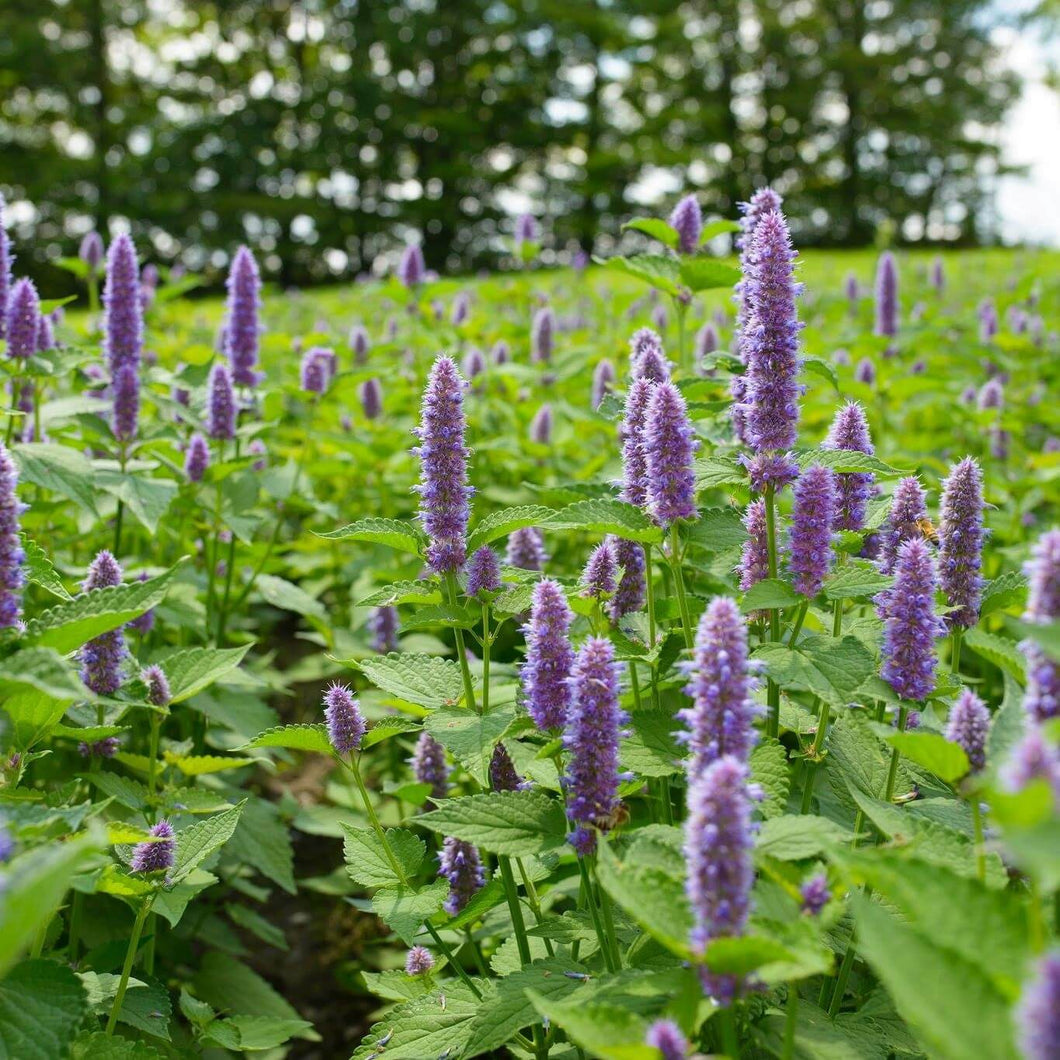 Anise Hyssop SEEDS, Medicinal Herb