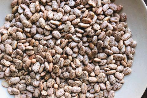 Pinto Bean Seeds