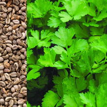 Load image into Gallery viewer, Italian PARSLEY SEEDS
