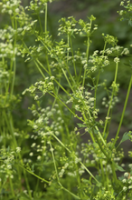 Load image into Gallery viewer, Italian PARSLEY SEEDS
