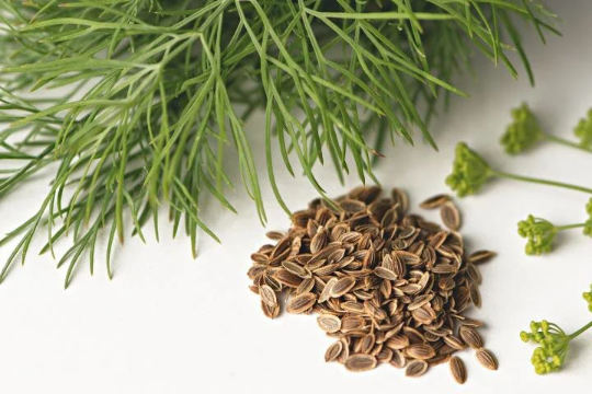 Dill Seeds