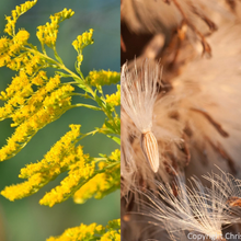 Load image into Gallery viewer, Goldenrod SEEDS, Medicinal Flower
