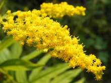 Load image into Gallery viewer, Goldenrod SEEDS, Medicinal Flower
