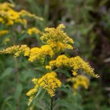 Load image into Gallery viewer, Goldenrod SEEDS, Medicinal Flower
