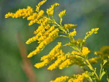 Load image into Gallery viewer, Goldenrod SEEDS, Medicinal Flower
