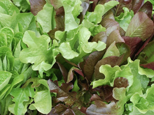 Load image into Gallery viewer, Jenno&#39;s Mixed Lettuce Seeds
