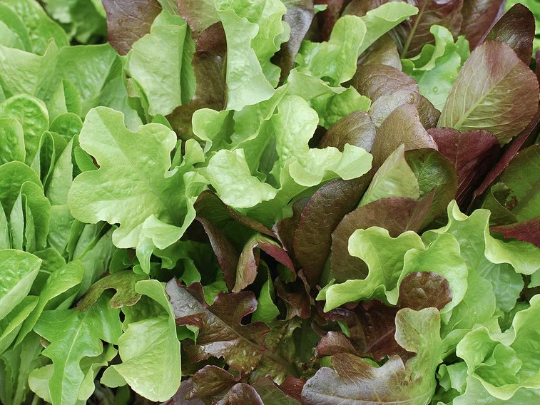 Jenno's Mixed Lettuce Seeds