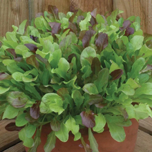 Load image into Gallery viewer, Jenno&#39;s Mixed Lettuce Seeds
