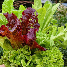 Load image into Gallery viewer, Jenno&#39;s Mixed Lettuce Seeds
