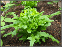 Load image into Gallery viewer, Green Oak Leaf Lettuce Seeds
