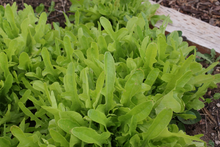 Load image into Gallery viewer, Green Oak Leaf Lettuce Seeds
