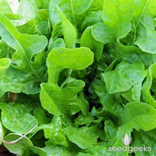 Load image into Gallery viewer, Green Oak Leaf Lettuce Seeds
