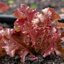 Load image into Gallery viewer, Suzanne&#39;s Red Lettuce Seeds
