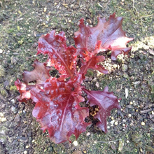 Load image into Gallery viewer, Suzanne&#39;s Red Lettuce Seeds
