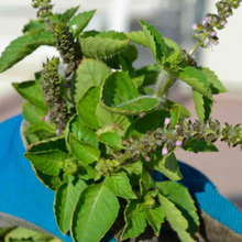 Load image into Gallery viewer, Holy Basil Seeds, Herbal Medicinal
