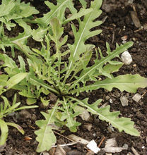 Load image into Gallery viewer, Wild Arugula Seeds
