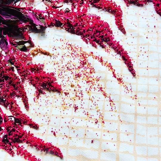 Burgundy Amaranth SEEDS