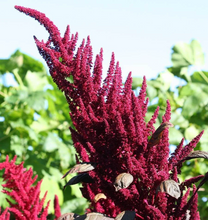 Load image into Gallery viewer, Burgundy Amaranth SEEDS
