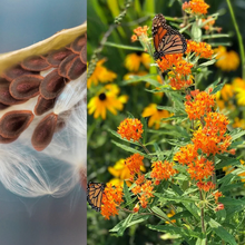 Load image into Gallery viewer, Butterfly Weed Seeds, Native Pollinator
