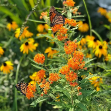 Load image into Gallery viewer, Butterfly Weed Seeds, Native Pollinator
