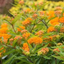 Load image into Gallery viewer, Butterfly Weed Seeds, Native Pollinator
