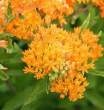 Load image into Gallery viewer, Butterfly Weed Seeds, Native Pollinator
