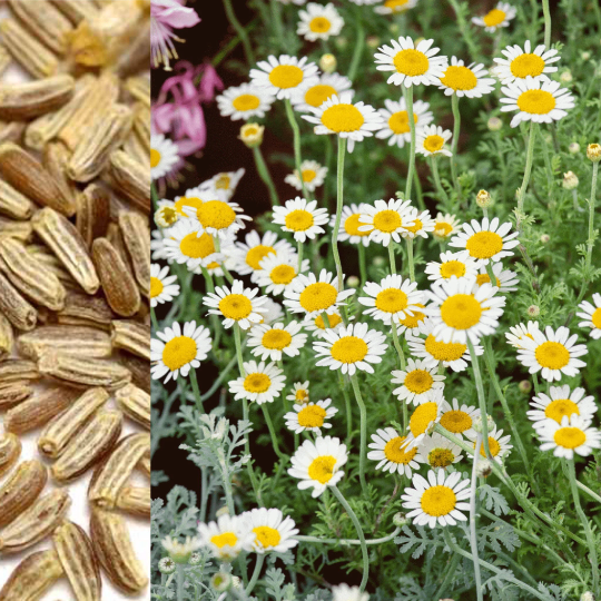 Chamomile SEEDS, Medicinal Flower