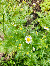 Load image into Gallery viewer, Chamomile SEEDS, Medicinal Flower
