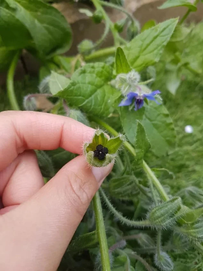 Borage SEEDS, Medicinal Herb