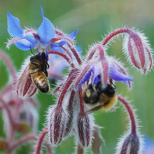 Load image into Gallery viewer, Borage SEEDS, Medicinal Herb
