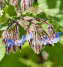 Load image into Gallery viewer, Borage SEEDS, Medicinal Herb
