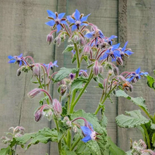 Load image into Gallery viewer, Borage SEEDS, Medicinal Herb
