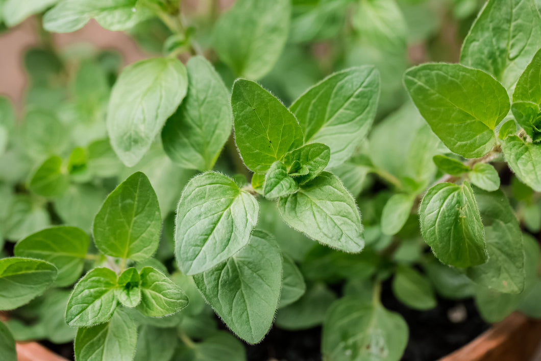 Oregano Seeds