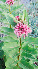 Load image into Gallery viewer, MILKWEED SEEDS, WILD Harvested
