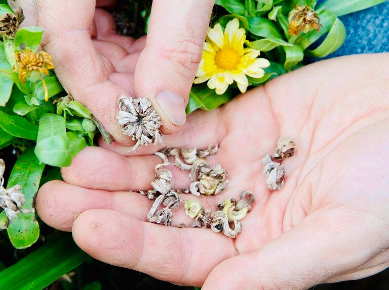 CALENDULA SEEDS, Medicinal Flower