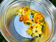 Load image into Gallery viewer, CALENDULA SEEDS, Medicinal Flower
