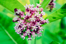 Load image into Gallery viewer, MILKWEED SEEDS, WILD Harvested
