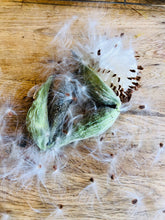 Load image into Gallery viewer, MILKWEED SEEDS, WILD Harvested
