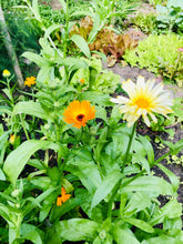 Load image into Gallery viewer, CALENDULA SEEDS, Medicinal Flower
