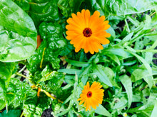 Load image into Gallery viewer, CALENDULA SEEDS, Medicinal Flower
