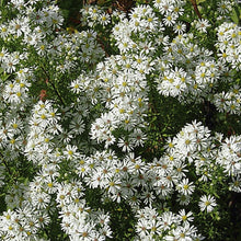 Load image into Gallery viewer, WHITE ASTER Seeds, WILD Harvested
