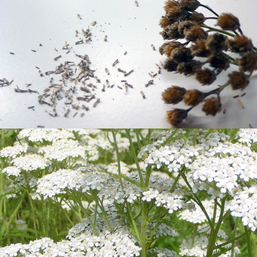 YARROW SEEDS, Wild Harvested