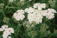 Load image into Gallery viewer, YARROW SEEDS, Wild Harvested
