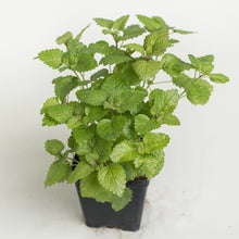 Load image into Gallery viewer, LEMON BALM SEEDS, Medicinal Herb
