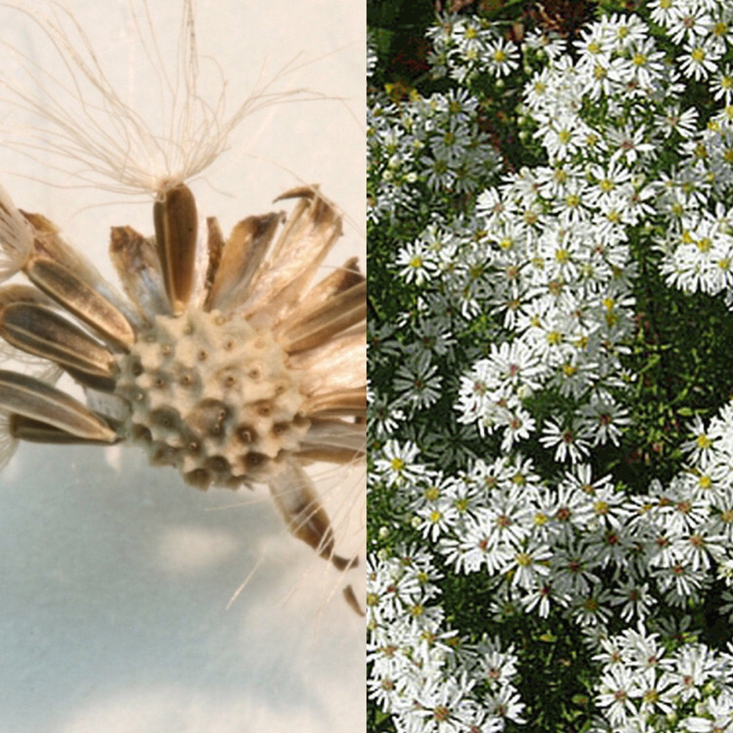 WHITE ASTER Seeds, WILD Harvested