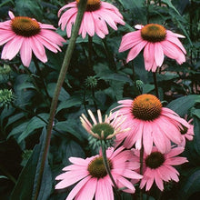 Load image into Gallery viewer, Laurie’s ECHINACEA SEEDS
