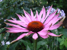 Load image into Gallery viewer, Laurie’s ECHINACEA SEEDS
