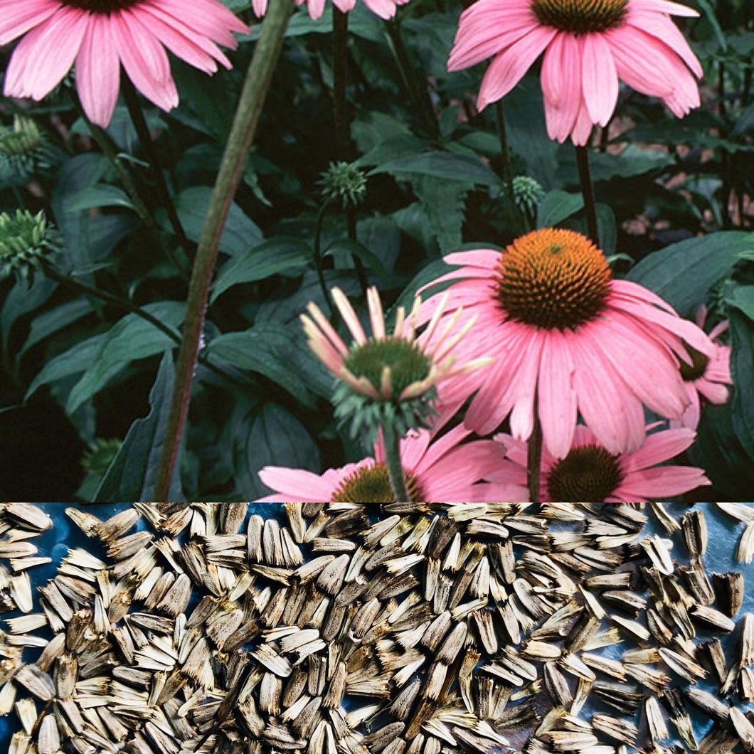 Laurie’s ECHINACEA SEEDS