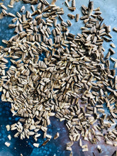 Load image into Gallery viewer, Laurie’s ECHINACEA SEEDS
